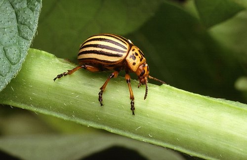 Escarabajo colorado de la papa (Leptinotarsa decemlineata)